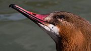 Female goosander's bill showing the serrated edge