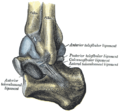 Left talocrural joint