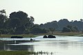 Група бегемотів у воді