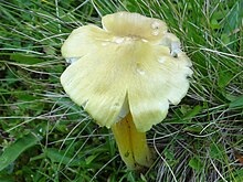 Hygrocybe citrinovirens