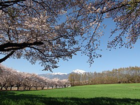 蕪の桜並木と甲斐駒ケ岳（2012年4月撮影）