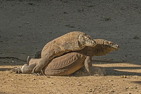 Komodo dragons fighting, by Charlesjsharp