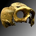 Los restos de neandertal encontrados en Kaprina fueron los primeros que pudieron ayudar a comprender a esta especie, por la gran cantidad y variedad de restos encontrada. En muchos de los huesos se observan marcas de descarnamiento lo que hace especular con el canibalismo.