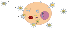 Cycle de vie d'un rétrovirus