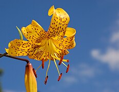 An ornamental lily hybrid known as Lilium 'Citronella'[90]