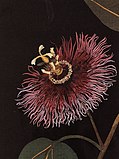 Passiflora laurifolia L.