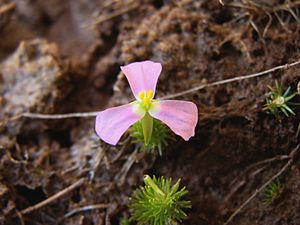 물이끼풀(M. fluviatilis)