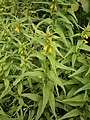 Melampyrum sylvaticum