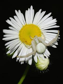 Uma aranha fêmea e branca da espécie Misumena vatia. (definição 1 803 × 2 405)