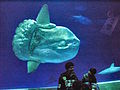 Large ocean sunfish (Mola mola)