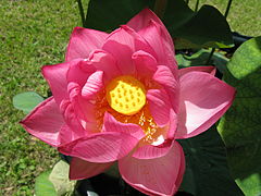 Lotus à fleurs doubles Plusieurs rangées de pétales dans la même fleur.