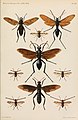 Mimicry of Pompilidae (Hymenoptera) by Pantophthalmus rothschildi Pantophthalmidae and Mydas praegrandis Mydidae