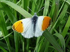 papillon Aurore (Anthocharis cardamines)