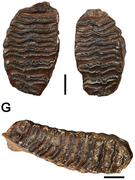 Third molar teeth of Palaeoloxodon huaihoensis