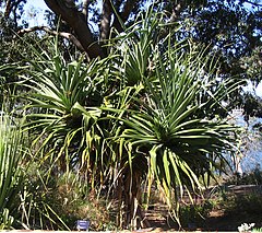 Description de l'image Pandanus aquaticus 1.jpg.