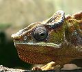 Pantherchamäleon (Furcifer pardalis)