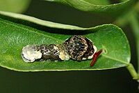 Giant swallowtail caterpillar everting its osmeterium in defence; it is also mimetic, resembling a bird dropping.