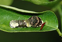 P. cresphontes caterpillar showing defensive posture