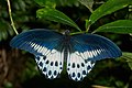 Image 10 Papilio polymnestor Photograph credit: Jeevan Jose Papilio polymnestor, the blue Mormon, is a species of swallowtail butterfly found in southern India and Sri Lanka. It is a woodland species, often seen on forest paths and near streams. The larvae feed on trees in the family Rutaceae, such as citrus. Young larvae are green with white markings and position themselves on the upper surface of leaves, relying on their cryptic colouring, which resembles bird droppings, for protection. Older larvae seek less conspicuous locations, and have a unique habit of securing their balance by weaving silk on the substratum. This adult male P. polymnestor butterfly was photographed in the Indian state of Kerala. More selected pictures