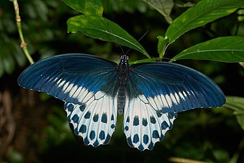 Papilio polymnestor, uma espécie de borboleta da família dos papilionídeos, originária da Índia do Sul e Sri Lanka. (definição 6 000 × 4 000)