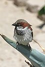 oiseau gris avec une tache marron au niveau des yeux perché sur une feuille de cactus