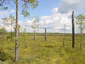 Hochmoor im Patvinsuo