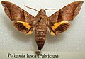 Perigonia lusca