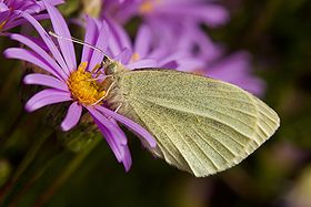 Pieris Rapae