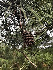 cone and foliage