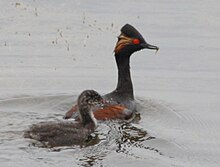 An adult, in breeding plumage, behind a juvenile that has a greyish-brown appearance with a white throat. Both are in water.