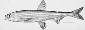 Hypomesus olidus