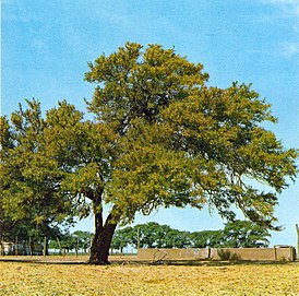 Prosopis affinis