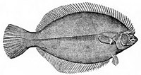 When the larvae of a flatfish grows, the eye on one side rotates to the other side so the fish can rest on the seafloor.