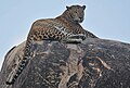 Image 30The Sri Lankan leopard (Panthera pardus kotiya) is an endangered subspecies of leopard native to Sri Lanka. (from Sri Lanka)