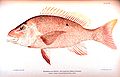 Image 15Red snapper, are generalized reef feeders with standard jaw and mouth structures that allow them to eat almost anything, though they prefer small fish and crustaceans. (from Coral reef fish)