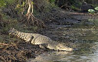 Saltwater crocodile sunning itself