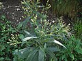 et le Séneçon fausse cacalie (Senecio cacaliaster).