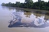 Shela river polluted by oil spill