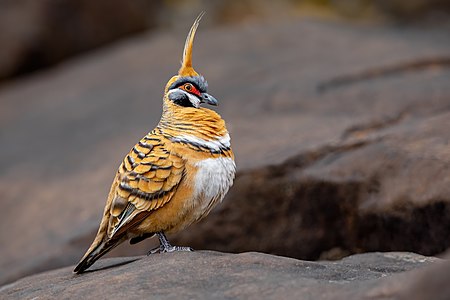 Spinifex pigeon, by JJ Harrison