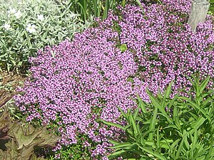 Thymus serpyllum