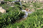 Using treated wastewater for agriculture in Jordan - part of ICBA’s regional program.