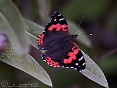 Vanessa vulcania, Canary red admiral