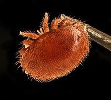 Varroa destructor (Parasitiformes)