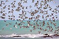 Mixed waders (predominately Godwit) flying into roost in Roebuck Bay, Western Australia