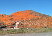 Superbloom in Riverside County, California, March 2019