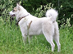 Laika de Siberia Occidental