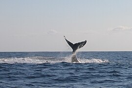 Baleine à bosse à Mohéli.