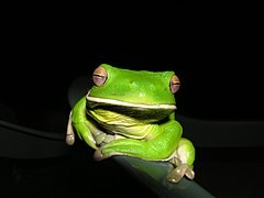 Litoria infrafrenata