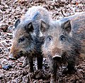 ウリ模様が消えかけた幼獣