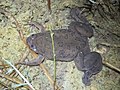 Xenopus muelleri